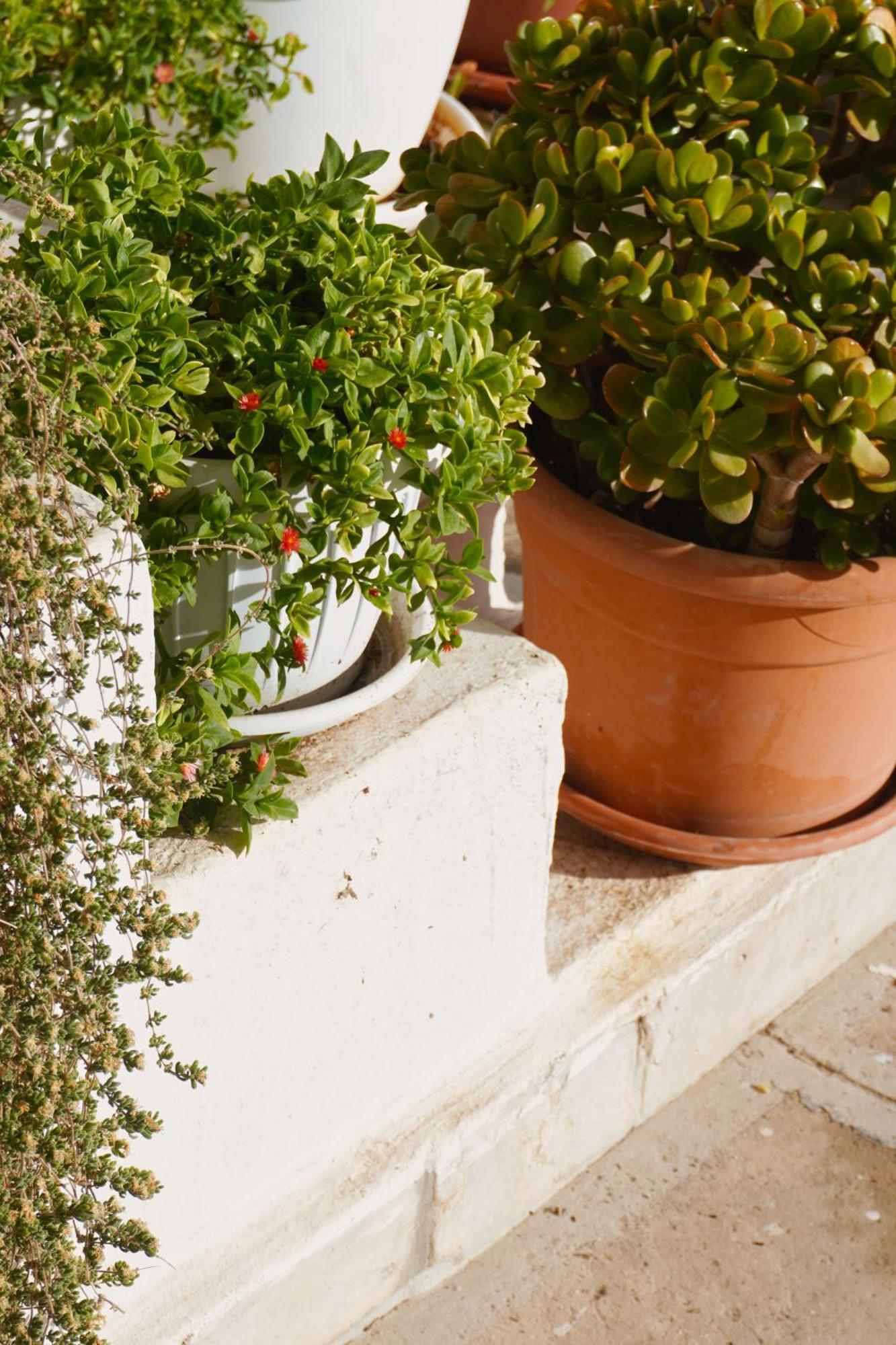 فيلا Casa Con Terrazza بولينيانو آ ماري المظهر الخارجي الصورة
